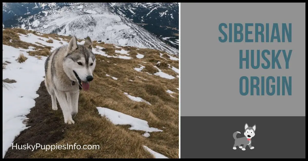 Siberian Husky Origin Siberian Husky Origin