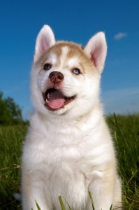 A Siberian Husky Puppy on the grass outdoors