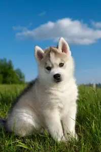 Cute husky puppy outdoors on the grass