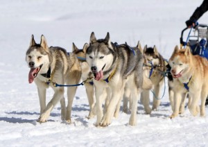 Siberian huskies pulling a sled