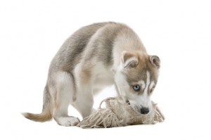 Siberian Husky puppy chewing on a toy