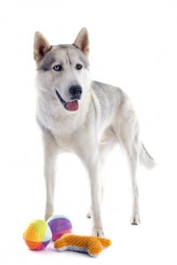 Exercising a Siberian Husky with toys and playtime