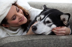 Siberian Husky chilling on the couch in an apartment