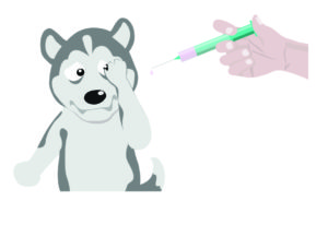 Siberian Husky Vaccination Shots