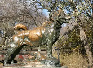 Balto the Siberian Husky - Statue in Central Park New York