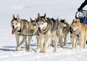 Pull training with Siberian Huskies for sledding and mushing