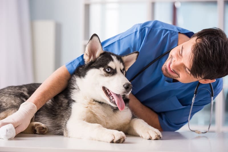 Veterinarian Happy Siberian Husky after immunization shot