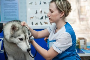 Siberian Husky receiving vaccination shot