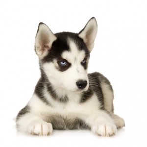 Siberian Husky Microchipped for Dog Identification