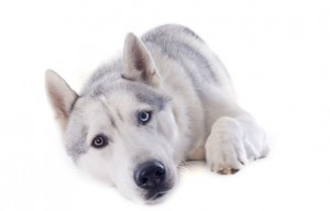 Siberian Husky puppy with different colored eyes