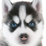 Husky Eye Color Chart