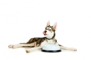 Happy Siberian Husky puppy enjoying a treat