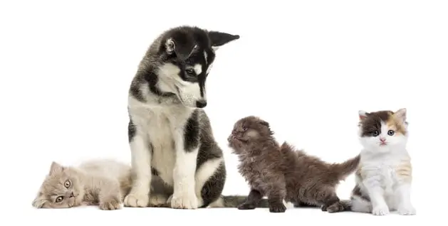 Siberian Husky Puppy Surrounded By Kittens / Cats