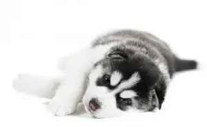 Baby husky puppy tired and lying down
