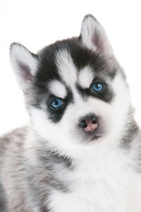 Baby husky puppy with striking icy blue eyes