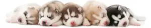Five sleeping baby husky puppies of different colors - red, brown, black, white