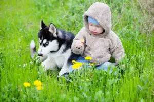 Child / baby with puppy husky sitting on the grass