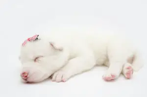 Newborn white baby husky sleeping