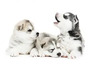 Three baby husky puppies one month old