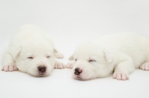 Two white baby husky puppies sleeping