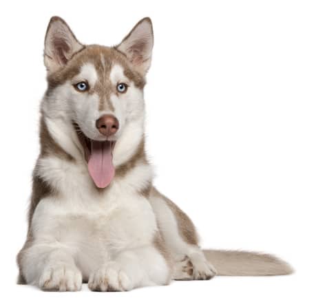 husky siberian huskies puppy ear dog care viagra colors grooming eyes delivery same generic walgreens expectancy introductions rescued introducing