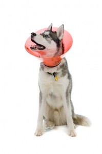 Sick Siberian Husky puppy with collar
