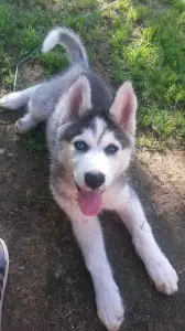 12 week old husky puppy of correct weight