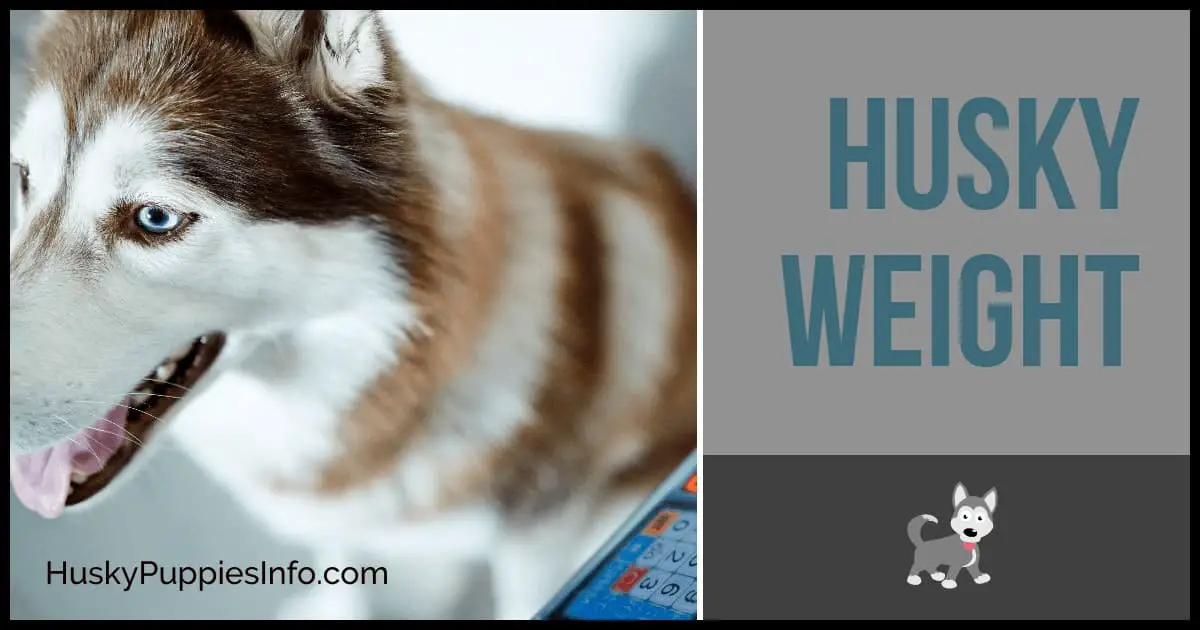 Is My Husky Puppy's Weight Normal? Husky Weight Chart