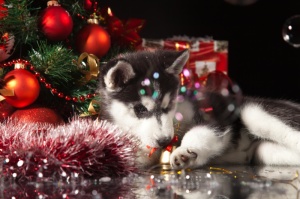 Siberian Husky Puppy Underneath the Christmas Tree