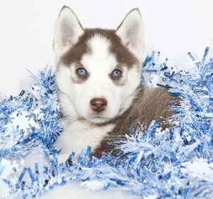 Christmas Husky Puppy Playing in Tinsel