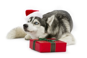 Siberian Husky with Christmas Gift