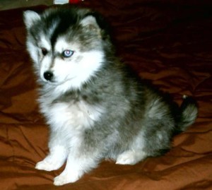 Miniature Siberian Husky