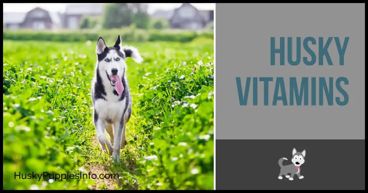 Vitamins for siberian clearance husky