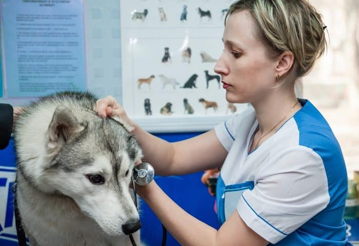 Siberian Husky at the Vet