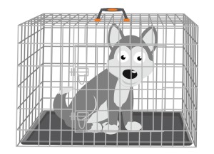 Siberian Husky in a Crate