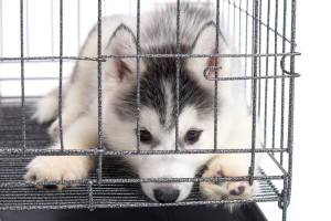 Siberian Husky in Crate