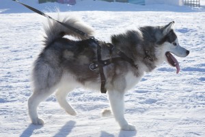 Siberian Husky with Harness Leash