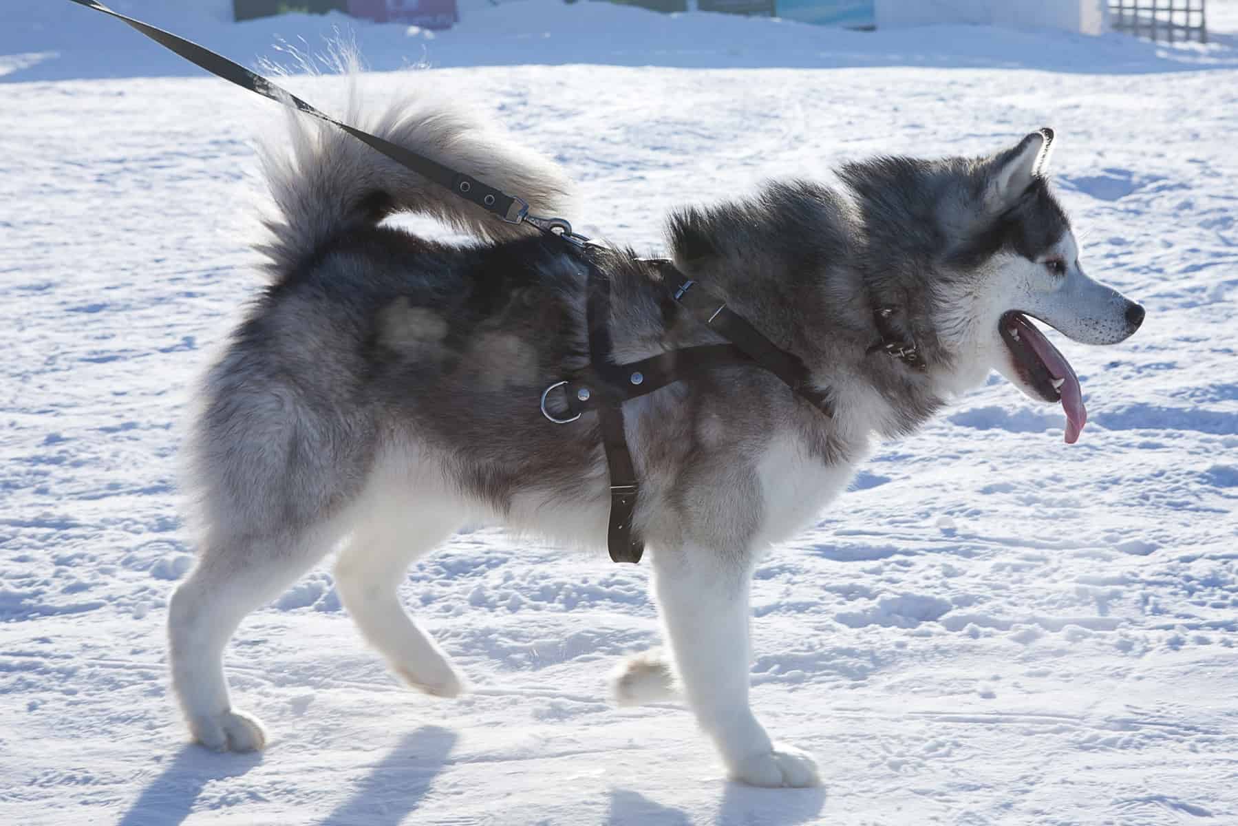 Siberian Husky with Harness Leash Siberian Husky Puppies Info
