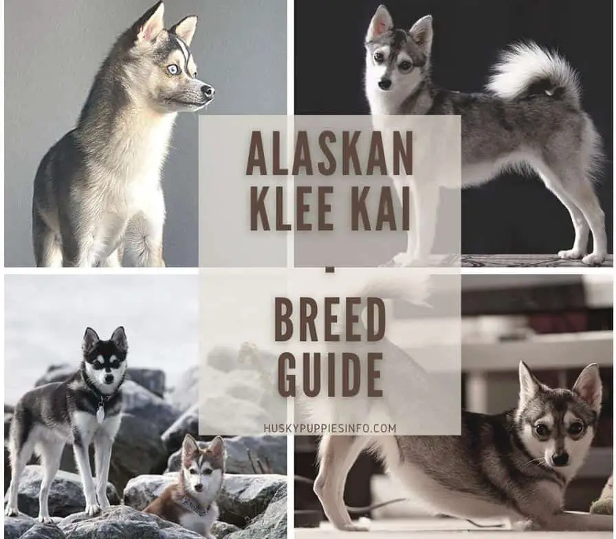 Klee kai breed guide collage thumbnail