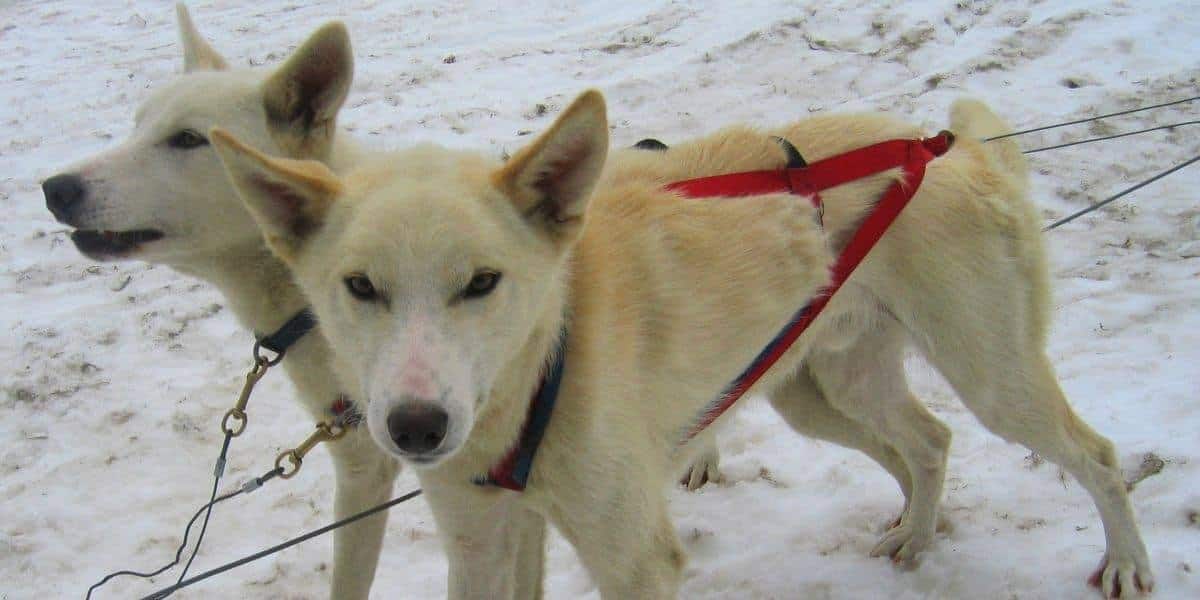 Alaskan-Huskies