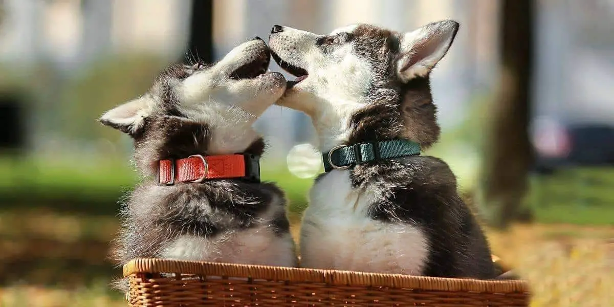 Alternatives-to-buying-a-husky-from-a-breeder Alternatives-to-buying-a-husky-from-a-breeder