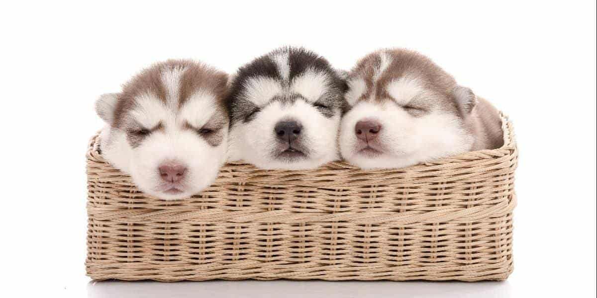 Choosing-Husky-Breeders