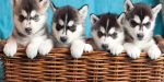 Choosing-a-Husky-Puppy