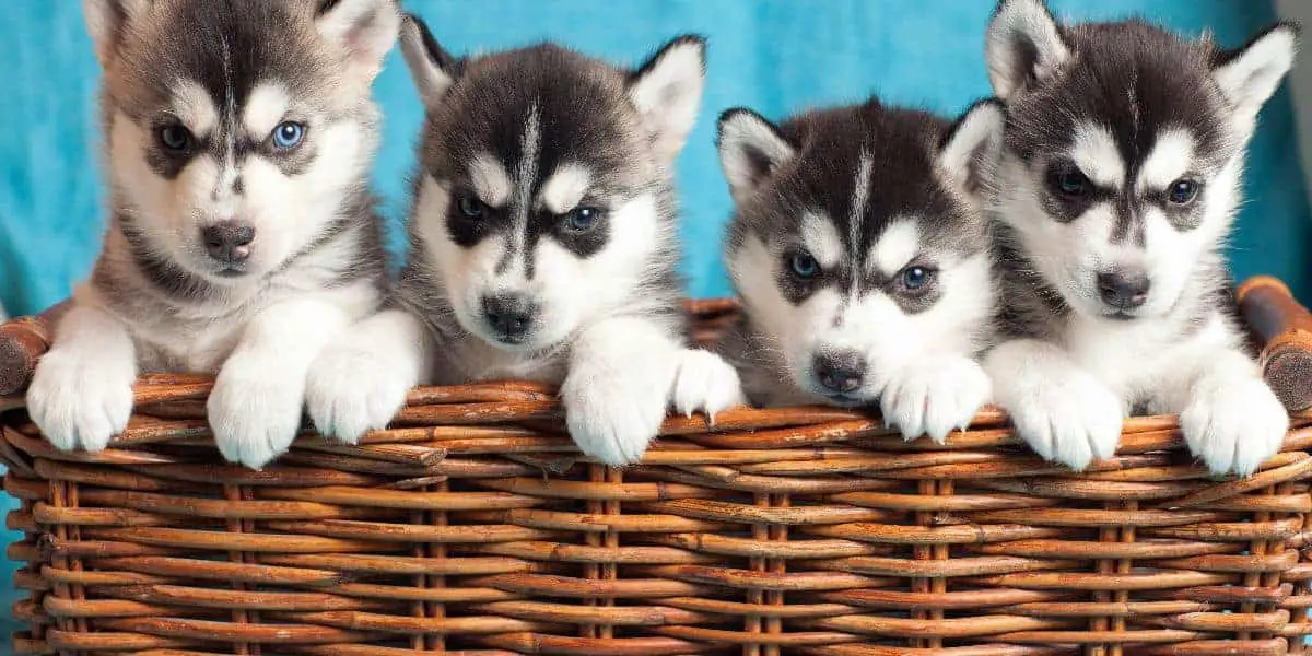 Husky Puppy Exercise: Essential Guide for Active Pups! Husky Puppy