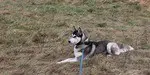 Exercising-a-Siberian-Husky