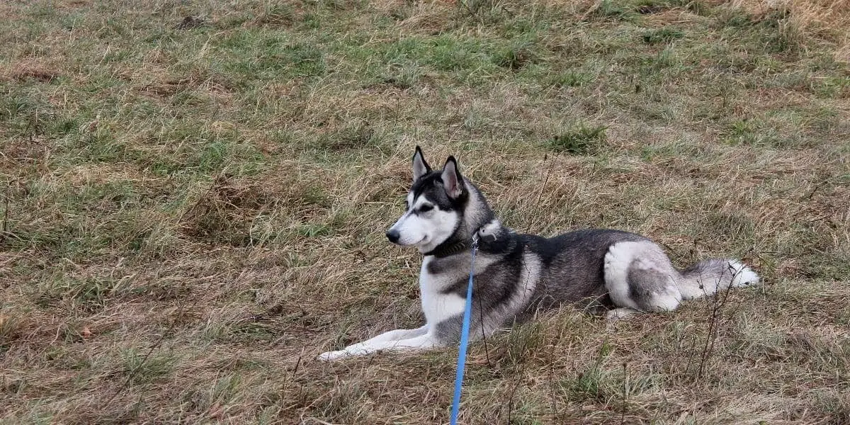 8 month old husky