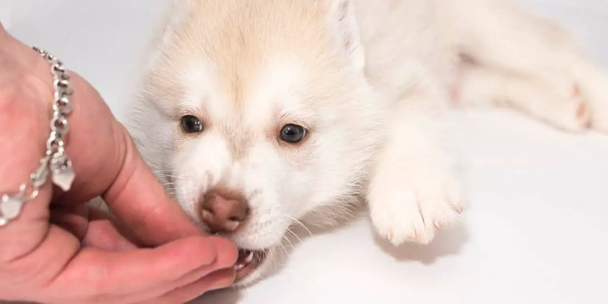 Feeding-Husky-Puppy