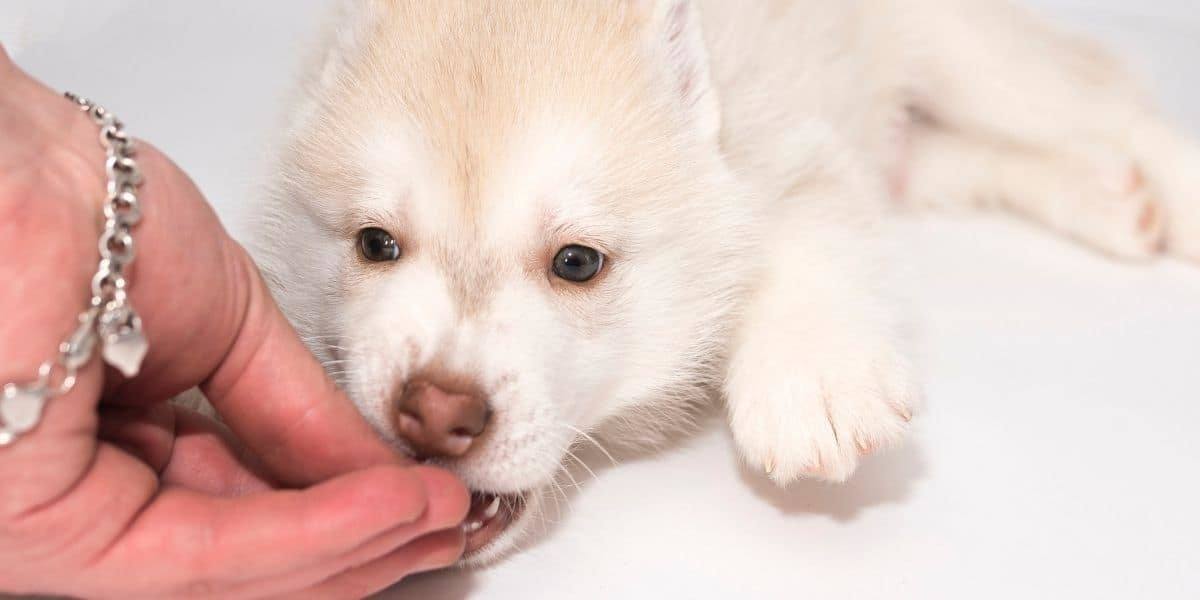 how much should i feed a husky puppy