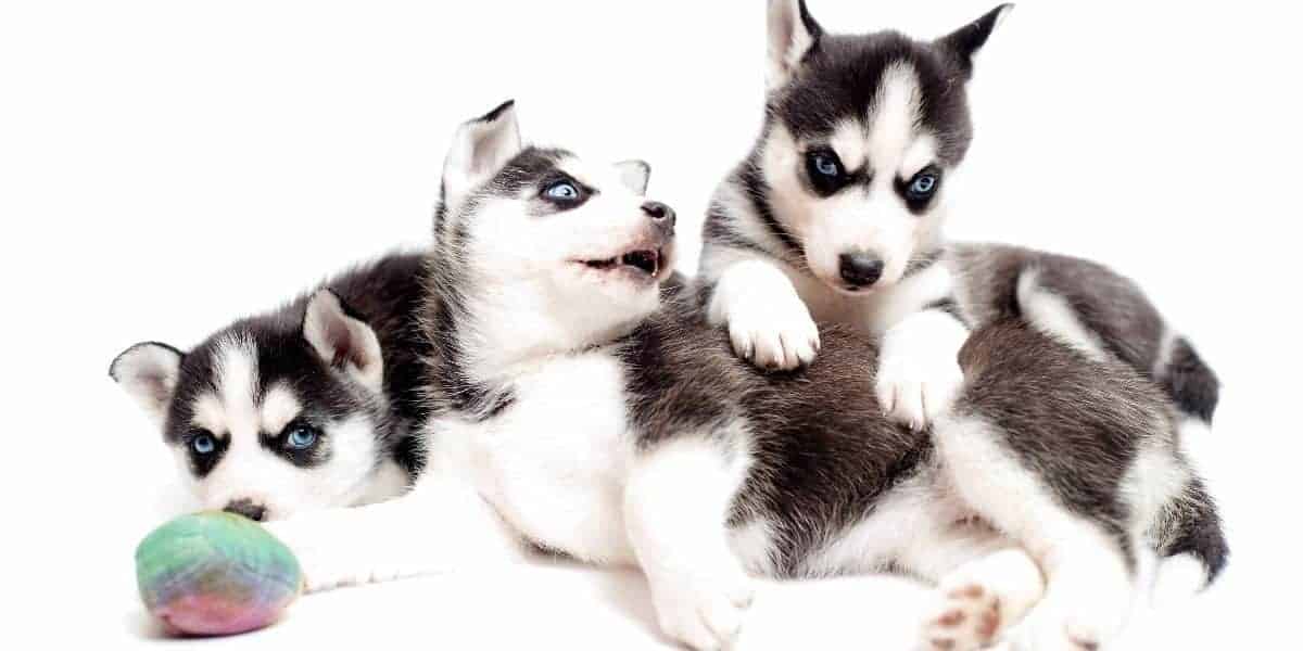 Find-a-Husky-Puppy-Breeder