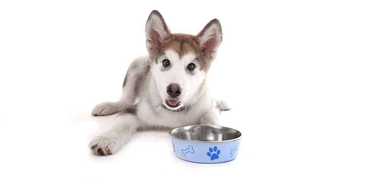 husky not eating and lethargic